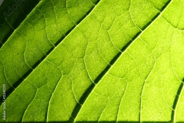 Fototapeta green leaf vein