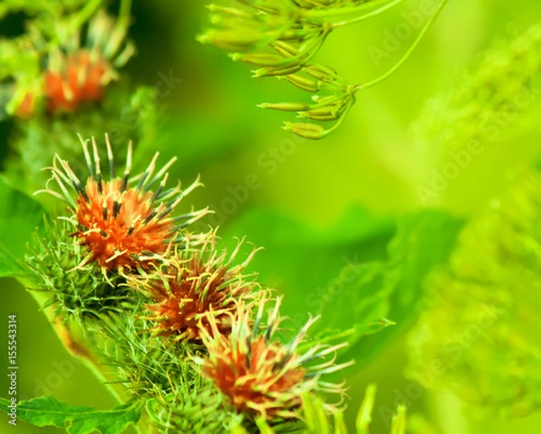 Fototapeta green abstract natural background of grass and red flowers in full bloom taking all the space image