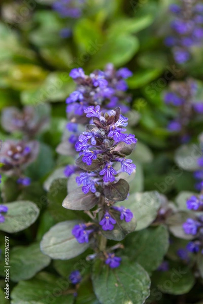 Obraz Decorative grass with blue flowers