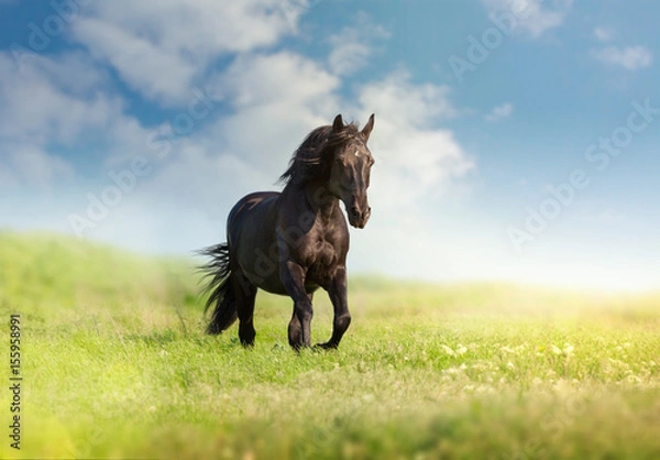 Fototapeta Black horse runs on a green field on clouds background