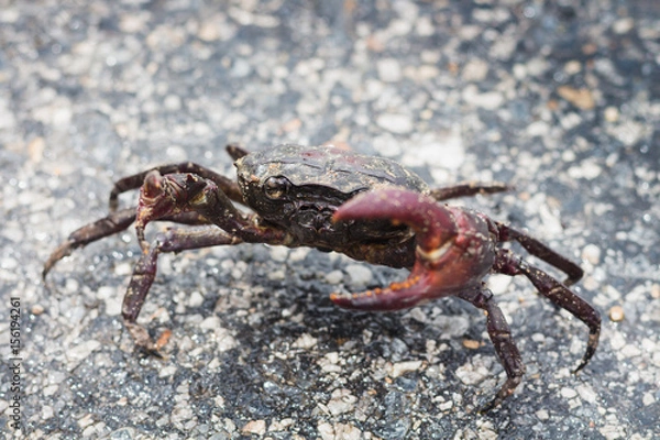 Fototapeta crab close up it protect self from any harm