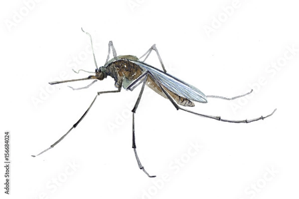 Fototapeta Watercolor single mosquito insect animal isolated on a white background illustration.