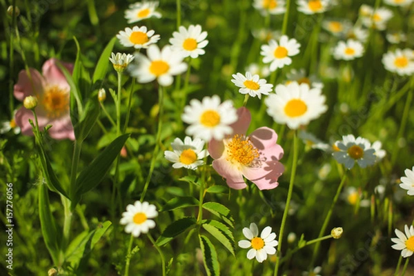 Fototapeta Chamomile in the green grass on a meadow