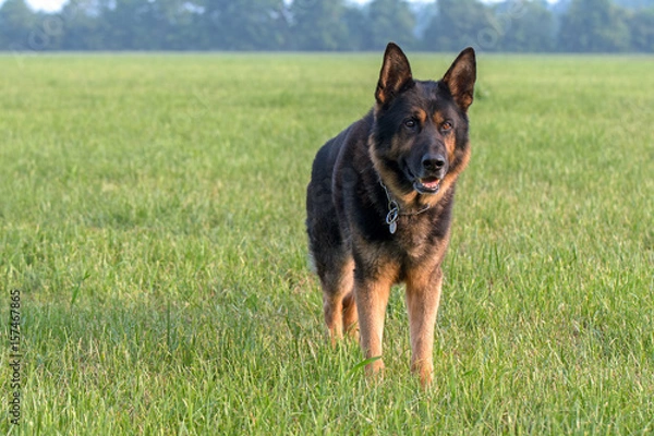 Fototapeta Deutscher Schäferhund