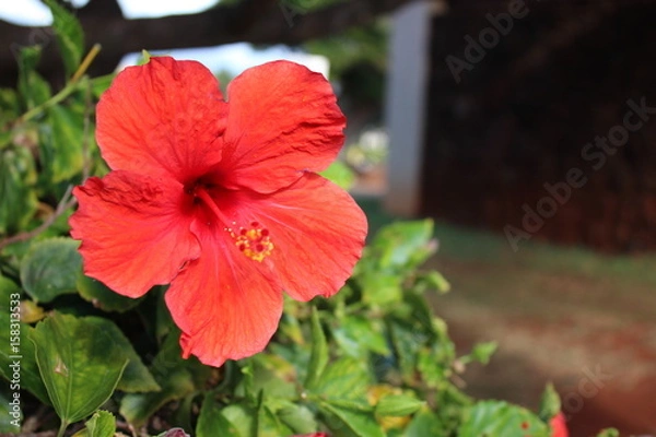 Fototapeta Bright Red Hibiscus 