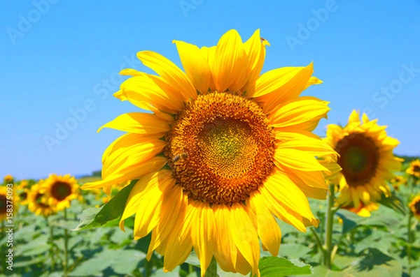 Fototapeta Field with sunflowers