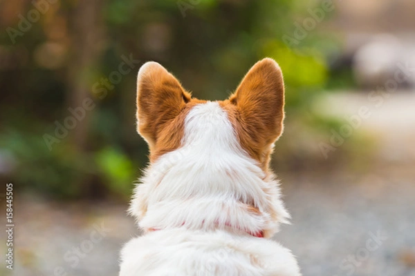 Fototapeta dog show his ears, beautiful close-up dog from behind view: soft and selective focus picture.