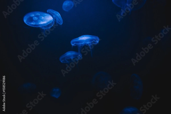 Fototapeta Moon Jellyfish in aquarium