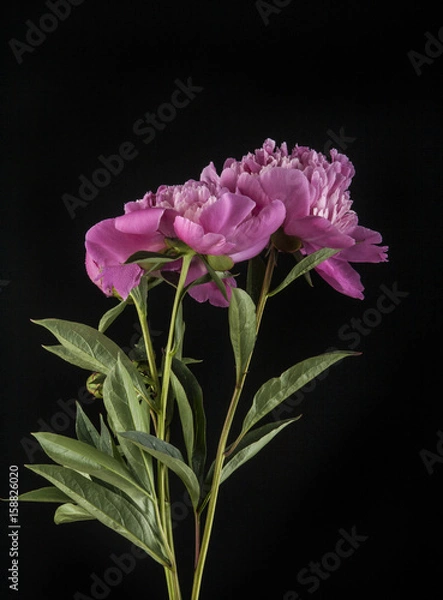 Fototapeta Peonies on a black background