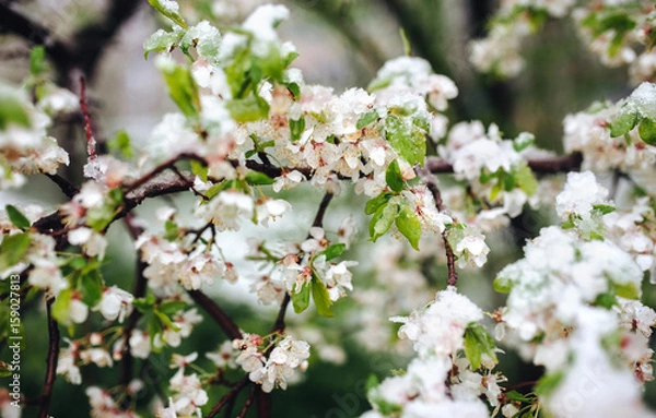 Fototapeta Abnormal natural phenomenon. Snow, frost, frost in late spring during the flowering of trees. The branch of a blossoming cherry under the snow, the death of the flowering blossoms.