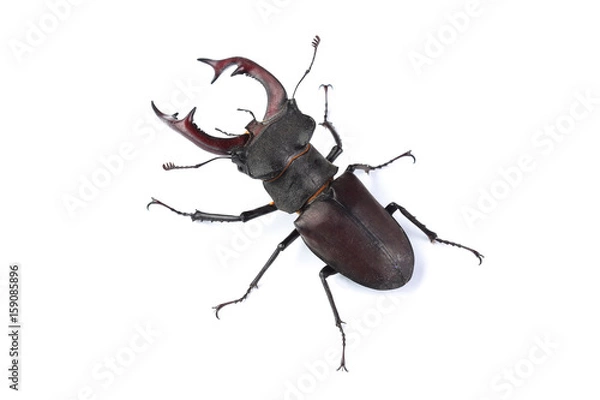 Fototapeta Stag beetle (Lucanus cervus) isolated on white