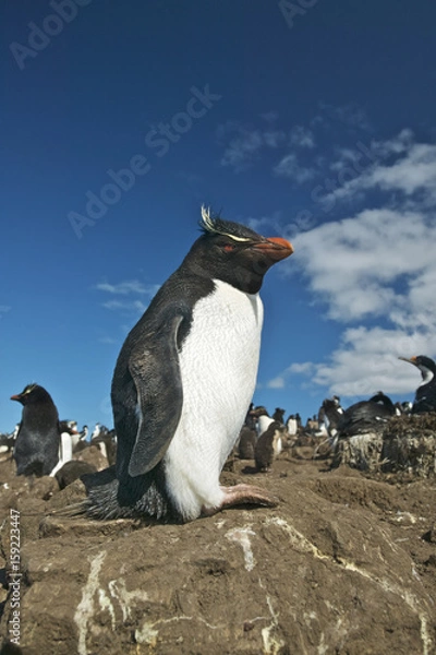 Fototapeta Rockhopper penguin (Eudyptes chrysocome) at a busy colony