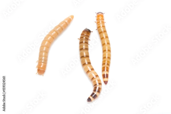 Fototapeta larvae Zophobas morio, superworm, zophobas.