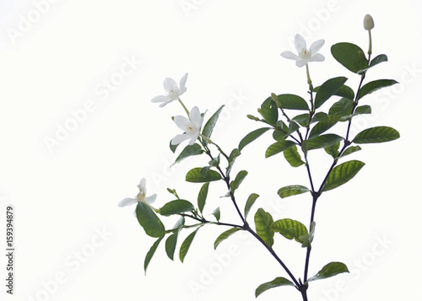 Fototapeta  white and fragrant flower