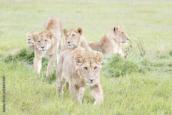 Fototapeta Young lions (Panthera leo), Masai Mara national reserve, Kenya