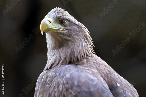 Fototapeta White-tailed eagle - オジロワシ１