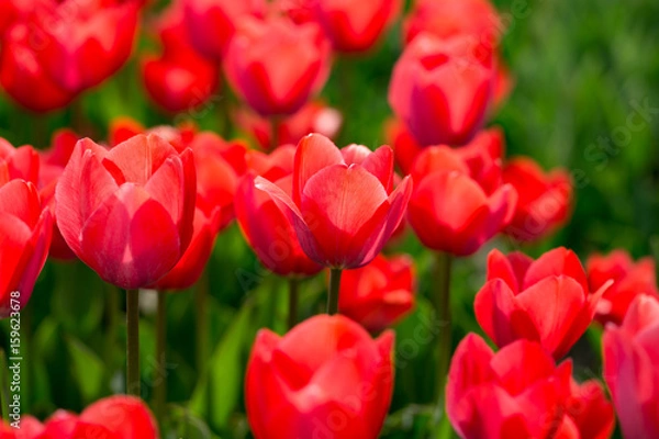 Fototapeta Beautiful red tulips in nature