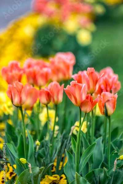 Fototapeta Beautiful tulips show with shallow depth of field at Riga park during sunset time.