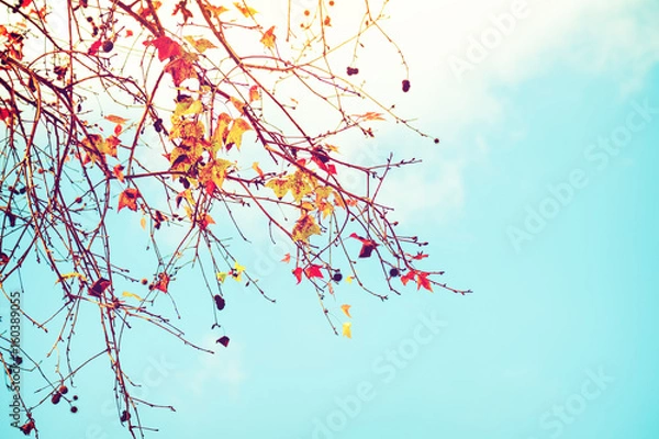 Obraz Beautiful autumn leaves and sky background in fall season, Colorful maple foliage tree in the autumn park, Autumn trees Leaves in vintage color tone.