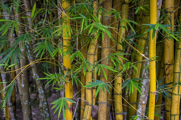 Fototapeta Sustainable eco-friendly background of thicket of weathered bamboo trees full frame horizontal