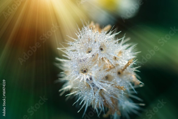 Fototapeta flower grass and drop dew with sunlight.