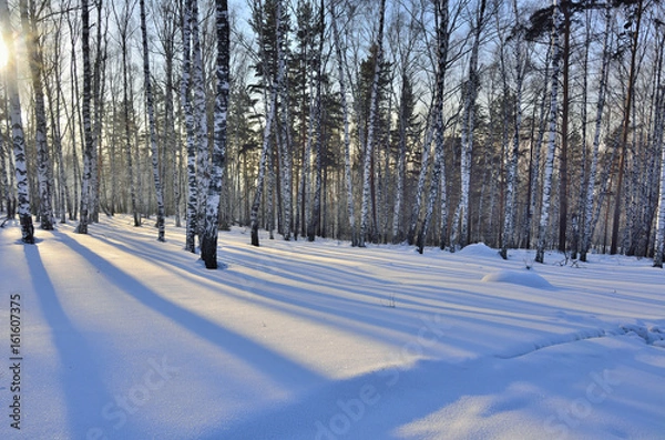 Fototapeta Winter Sunset in the birchwood.