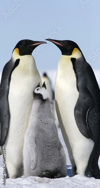 Fototapeta Emperor penguins (Aptenodytes forsteri)