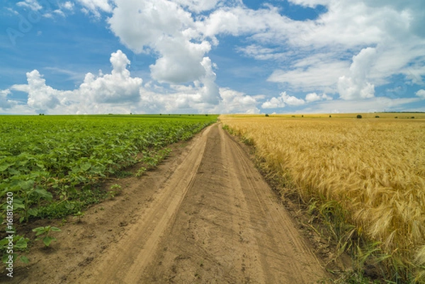 Obraz Road on an agricultural field separating two crops one green sunflower and one yellow wheat