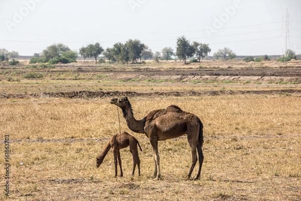 Obraz Camel with Cub