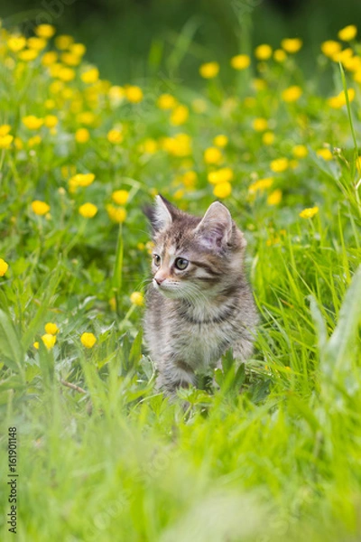 Fototapeta Kitten tortoiseshell color on a clearing in the grass among the yellow flowers