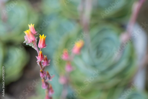 Fototapeta エケベリアの花