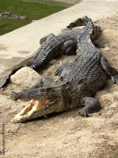 Fototapeta Zwei Krokodile