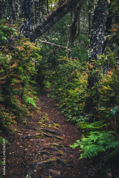 Fototapeta Lush forest path.