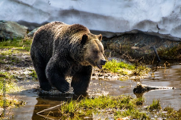 Fototapeta Grizzly bear in the water