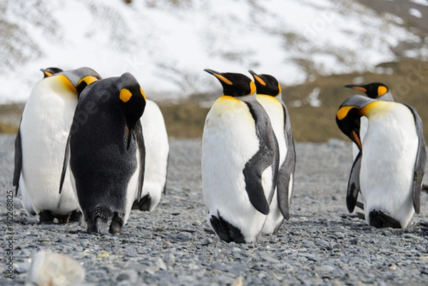 Fototapeta King penguins on South Georgia island