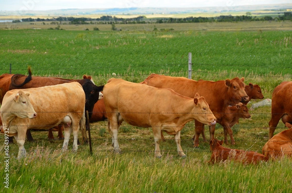 Fototapeta Beef cattle grazing in pasture.