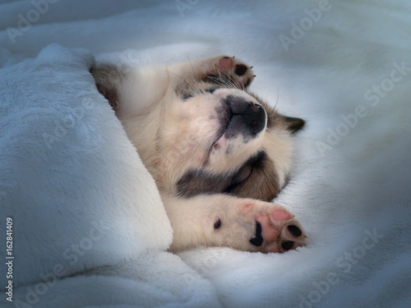 Fototapeta Small cute puppy sleeping comfortably on the bed