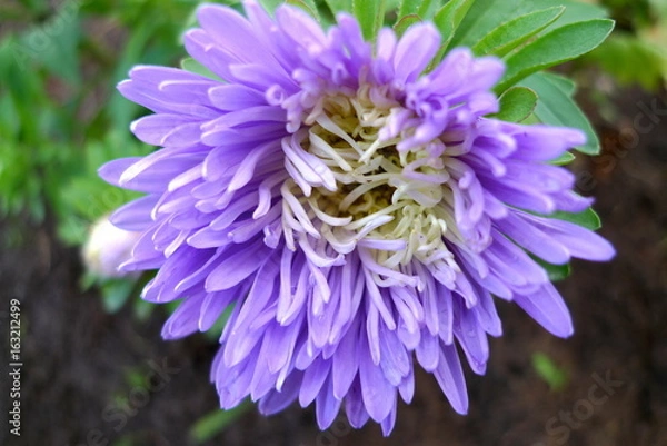 Fototapeta Chrysanthemums