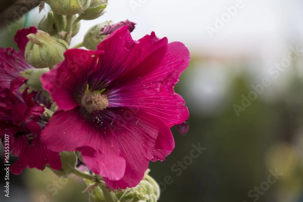 Fototapeta fiore ibiscus color magenta