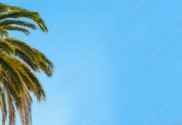 Fototapeta Tropical. Leaves of palm tree on blue sky background.