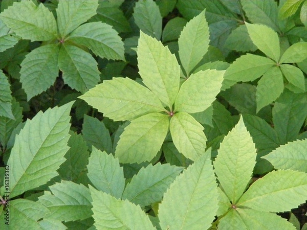 Fototapeta foliage in the forest