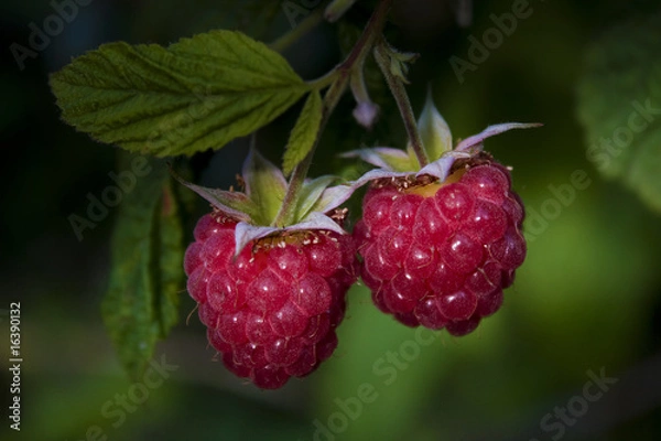 Fototapeta Juicy raspberry bush