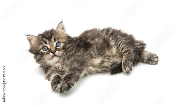 Fototapeta Small fluffy kitten isolated