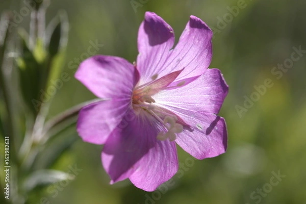 Fototapeta Lila Blüte