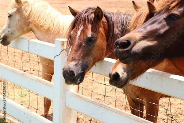 Fototapeta horse in the farm