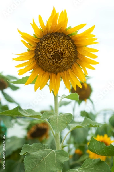 Fototapeta sunflower