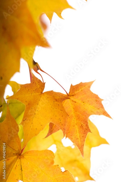 Fototapeta Autumn leaves (shallow dof)