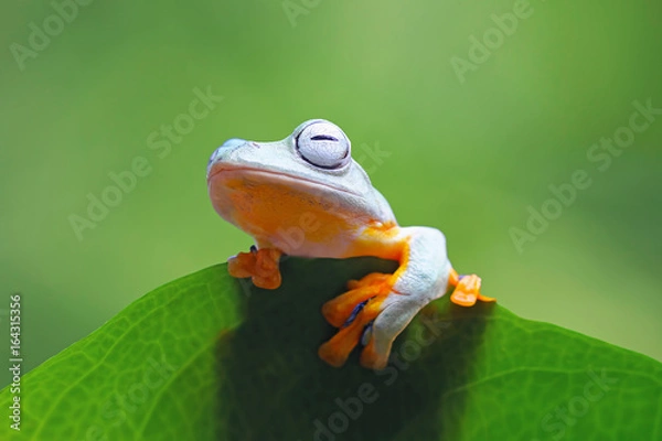 Fototapeta Tree frog, frog