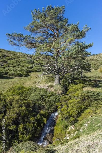 Fototapeta Padded brushwood (Cytisus oromediterraneus and Juniperus communis) and Scots pine tree (Pinus sylvestris) next to the Hornillo Stream, in Guadarrama Mountains National Park, Spain