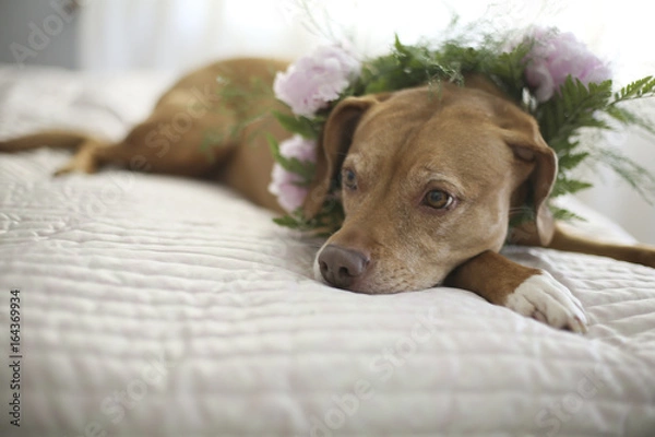 Fototapeta Orange and White Pitbull Staffordshire Terrier Hound Mix with a Flower Crown Collar of Ferns and Pink Peonies